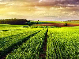 Landschaft mit Weizenfelder.